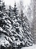 Зимний лес
