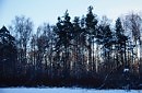 лес