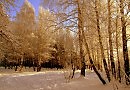 зима..декабрь..12г