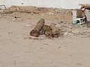 В ЖИЗНИ СРУБЛЕННЫЕ ПАЛЬМЫ В АФРИКЕ ВЫГЛЯДЯТ КАК ТВОИ ДОИСТОРИЧЕСКИЕ ТРУПЫ