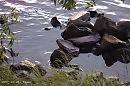 Дубна: экологический портрет