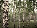 ВЕСЕННИЙ ЭТЮД