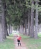 В вековой аллее.
