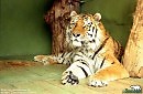 Мой любимый тигр