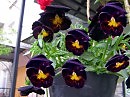 Анютиты глазки