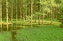 пробуждающийся лес.