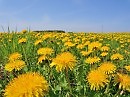 Астроцветные одуванчики полей