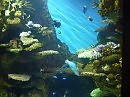 Подводный мир