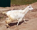 Психанула чота