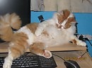МЯУУУУУ! ПРИЕХАЛИ!