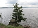 Берёзка у воды