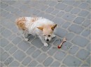 Говорите без ГМО? Таак я и поверил...