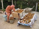Это маслята ( кто чистил - тот поймёт )