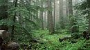 Тайга-любовь