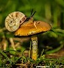 осенние мотивы