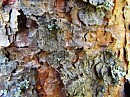 TREE SKIN