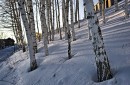 Березы в вечернем свете