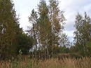 Русское  полесье.....Сентябрь.