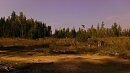дорога у вырубки