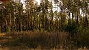 опушка