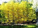 Осень