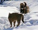 Под диктовку