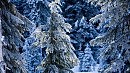 Зимнюю  сказку  под корень