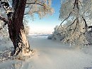 Трещат деревья