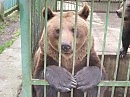 ПАРОДИЯ: Полюбил девчонку глупый мальчуган..