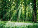 УКРАЇНСЬКІ  ГАЇ