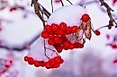 ЗАПОЗДАЛАЯ ЛЮБОВЬ... исп. Елена Соломатина