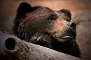 ПАРОДИЯ: Оставь сомненья все свои, приятель..