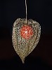 физалис зимний