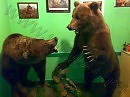 ПАРОДИЯ: Как тебя увижу, всю колотит..