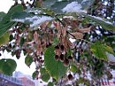 Winter in city_1_1