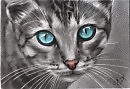 котенок