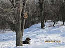 Зимовщики