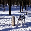 У-у-у! Какой я страшный!
