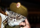 «Настоящий полковник»