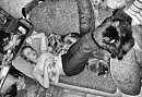 про домашних питомцев