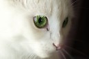 Моя кошка Света