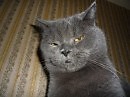 Тоша, Малыш и тигры(история из жизни котенка)