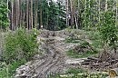 Лесной пейзаж