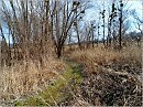 Первая зелень