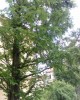 Крона 1