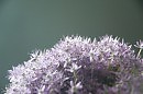 Allium