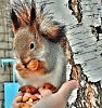 Смелая белочка.