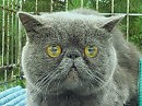 котюня...