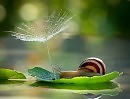 МОЙ БЕРЁЗОВЫЙ ХУДОЖНИК. ПОДАРОК РОБЕРТУ СТЕПАНОВУ(ROKLUM)