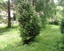 Деревья на лужайке 5